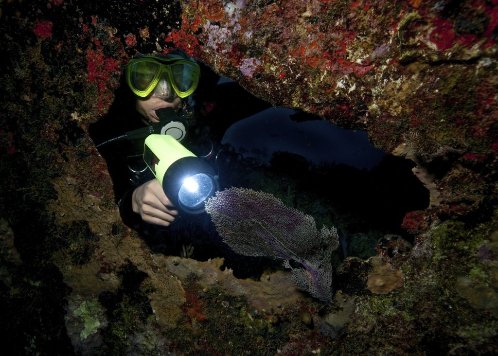 Diver illuminating a sea fan with a flashlight, during a night dive.