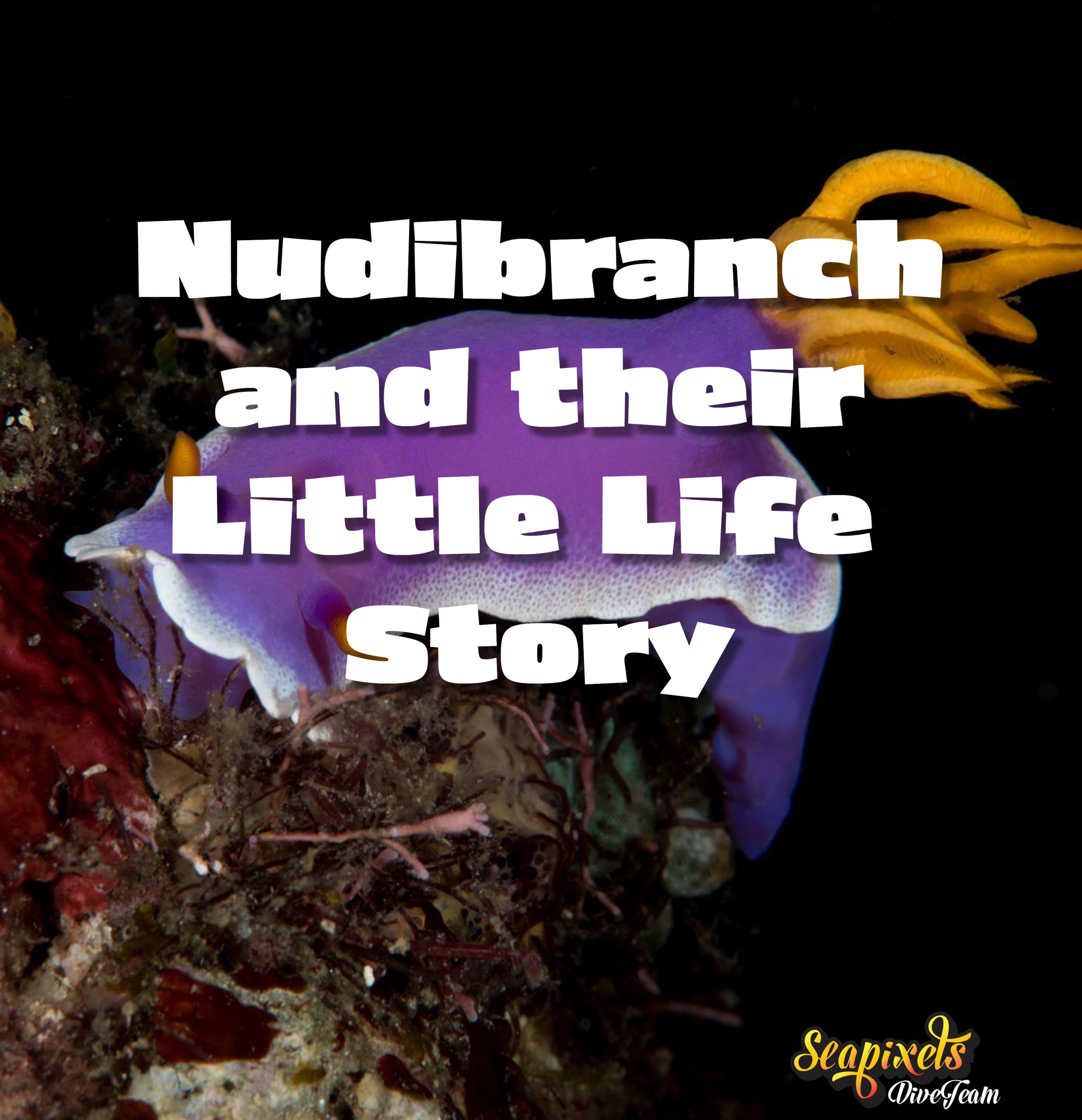 Decompression Sickness Seapixels Dive Team